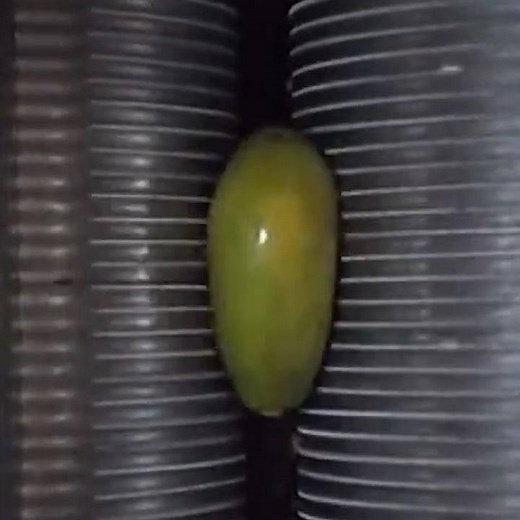 Here’s a juicy inside look at the fruit extraction process. 🍍🍉🍊 https://chdr.tv/b5a53 | Cheddar Gadgets