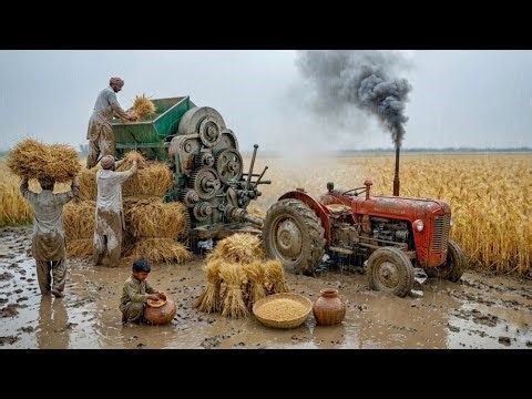 1970 Model Fiat 480 Tractor Extreme Performance on Thrasher | Old Harvesting Technique | 4K Ultra HD
