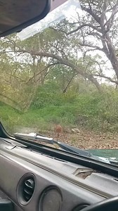 2.5K views · 51 reactions | Jungle safari jim corbett | Jim Corbett Wildlife & Nature View | Facebook