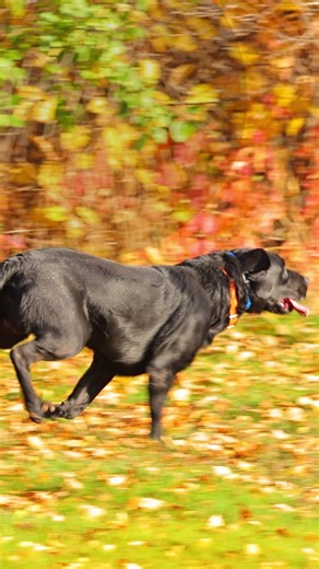 2.7K views · 11 reactions |  Skip the kennel — your four-legged friend is invited! Cozy stays • Mountain magic • Endless wagging tails ⛰️ Book your pet-friendly cabin today  https://www.pigeonforgetncabins.com/pet-friendly-cabins-pigeon-forge/ #PetFriendlyCabins #SmokyMountains #BringYourDog | Pigeon Forge TN Cabins | Facebook