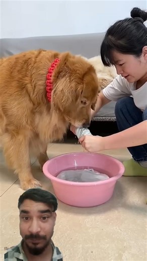 “This Dog Learned to Wash Clothes Better Than Humans 😂🐶 | Cutest & FunniestMoment Ever!🫀#viralvideo