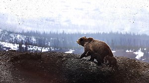 Animal Strategies The Will to Survive