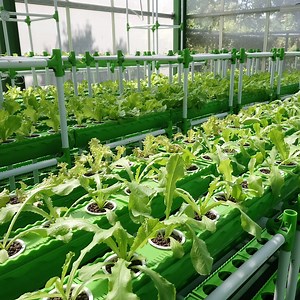 GrowEasy Aquaponics Starter Kit - Love My Pond