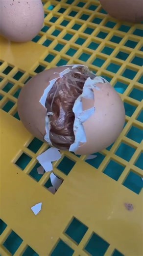 L’éclosion d’un œuf est un processus naturel fascinant qui dure environ 21 jours chez la poule. •