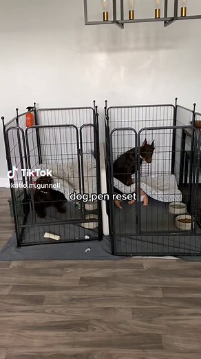 mid week dog pen cleaning sesh #dogmom #dogdad #dogparents #puppymom #puppydad #puppyparents #reset #resetroutine #cleaning #cleangirlaesthetic #amazon #amazonfinds #amazonmusthaves #amazondogfinds #amazondogmusthaves #amazonpetproducts #amazonpetfinds #amazonpuppyfinds #amazonpuppymusthaves