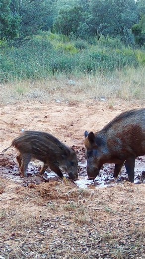 Eye On The Trail on Instagram: "Wild Boar Family in the Natural Pool (Sound ON 🔊) 🎥 Browning OPS ELITE HP5 . . . . . ʜᴀsʜᴛᴀɢs #EyeOnTheTrail #ConnectWithNature #Wildlife #WildlifeEncounters #WildlifePhotography #Nature #NatureLovers #Natgeo #TrailCam #Fototrampeo #VidaSalvaje #Animal #Wildboar #Jabali ᴍᴇɴᴛɪᴏɴs @browningtrailcams @bbcearth @natgeoesp @natgeoanimals @natgeo @zascandileandoporcuenca @wildboarunlimited @mundodosjavalis"