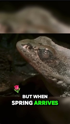 This Frog Freezes Solid… Then Comes Back to Life! 🐸❄️
