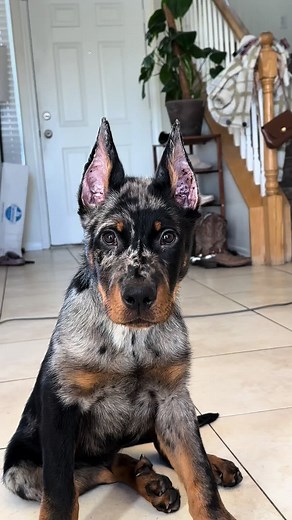 Beauceron Puppies: The Perfect Mix of Cuteness and Charm