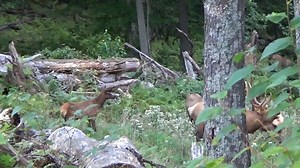It's nearing the peak of the Elk rut right now. Here is a video of a nice 6 x 6 Bull and his harem. | Elk Forest District