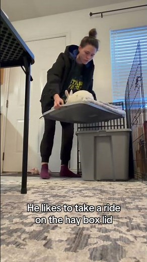 Bumble likes to ride on the hay box lid