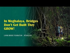Saving Meghalaya’s Living Root Bridges | The Living Bridge Foundation Story | IRTSA Meghalaya 2025
