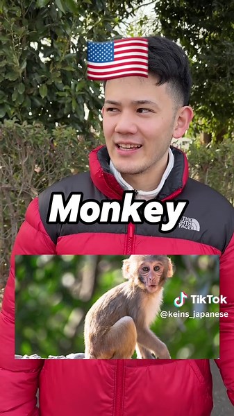 Japanese Animal Names Compared to English Names