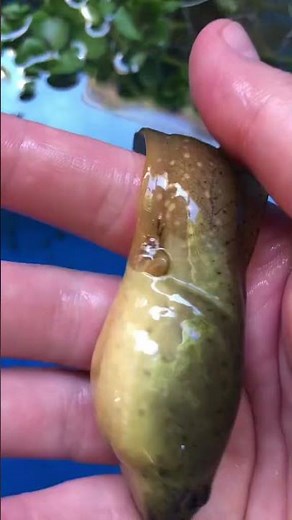 You Won't Believe How Big Bullfrog Tadpoles Can Get! #shorts