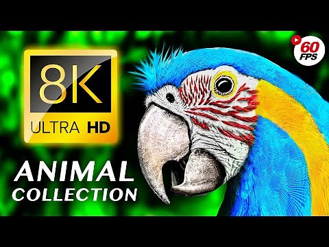 ANIMAL COLLECTION: The Best of the Animal World 8K 60FPS VIDEO ULTRA HD - #ANIMALS #60FPS