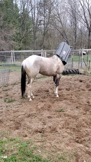 225K views · 2.2K reactions | worry not, we’ll find you a quest good sir! 藍 | Try Not to Laugh | Facebook