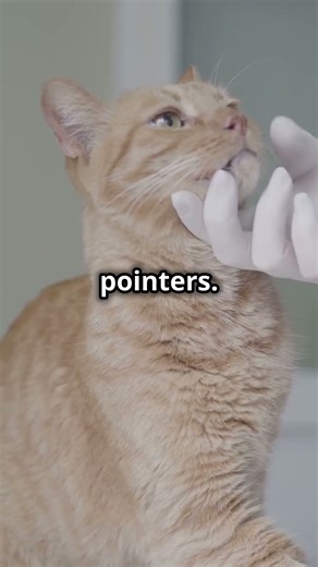 Can Cats Really Sprain Their Ankles? 🐾 #shorts