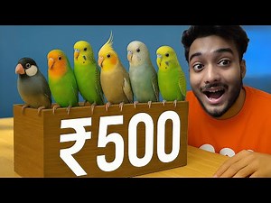 Top 5 cheapest Exotic Birds, starting price 100/- rupees only