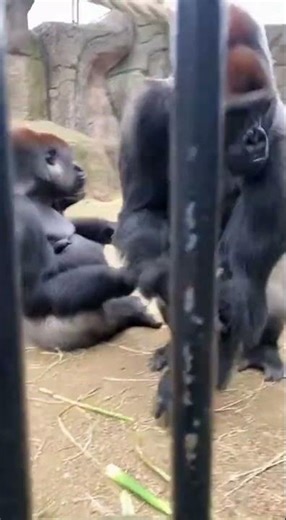 Silverback Father Shows Ultimate Tenderness to Offspring
