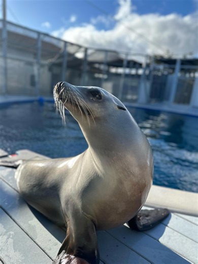 This Dancing Sea Lion Can Keep a Beat Better Than Humans