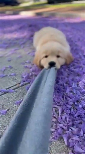 0 meters.⏸️#goldenretriever #doglogic#LazyDogPhilosophy