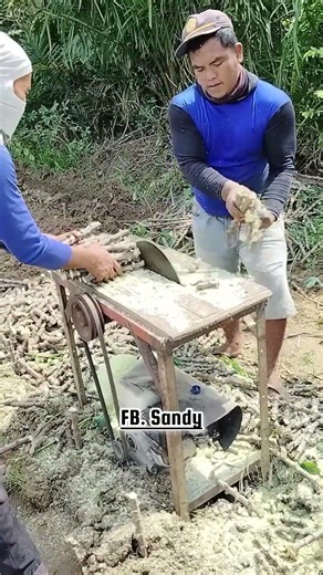 The process of cutting cassava stems quickly