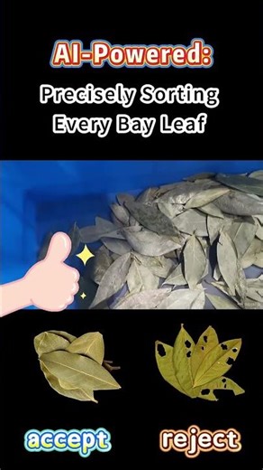 How to Sort Bay Leaves by Color? High Accuracy Belt Color Sorting Machine Solution #colorsorter