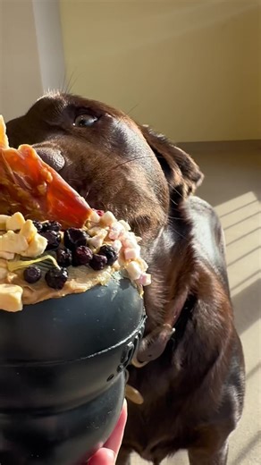 2 PrincessDog Grooming&Daycare on TikTok