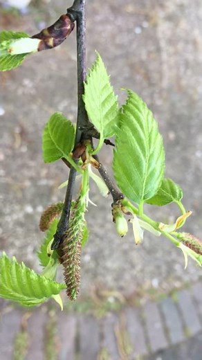 Downy Birch (Betula pubescens) - young female flowers & leaves - April 2018