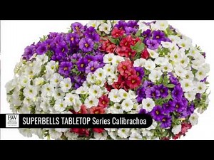Dig Deep: SUPERBELLS TABLETOP Series Calibrachoa