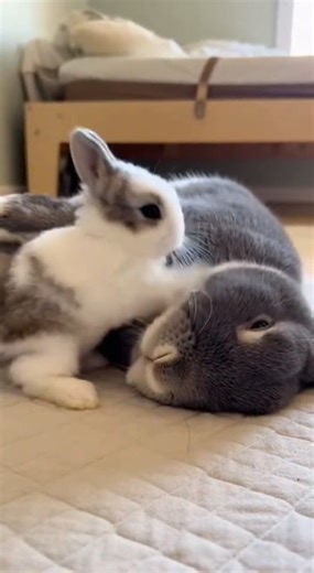 Baby bunny hits mom… then gets hit back
