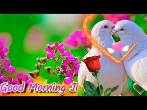Good Morning status ,🌹 Good Morning lin shayari, 🌹Good Morning video , 🌹Good Morning