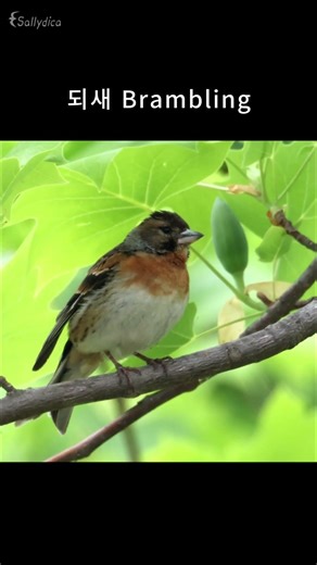 겨울철새, 되새 Brambling #bird