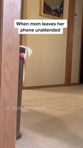 Oh is that package for us? 😏🎾#funnydogs #dogskit #dogskits #comedy #dogcomedy #boxerdogs #australianshepherd #whiteboxer #dogtrend #dogmeme #dogactor | Layla the Boxer