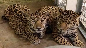 New Jaguar Kittens at the Abilene Zoo