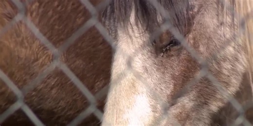 ‘Never seen horses this bad’: 3 horses dead, 8 malnourished in animal cruelty case