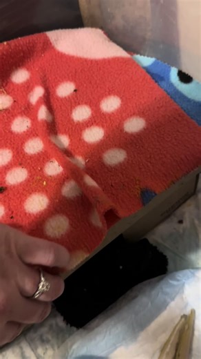 #opossum #wildliferescue #wildlife #wildliferehab