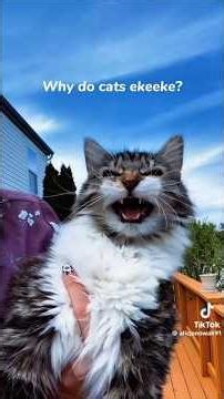 Cats Making Funny Sounds They Shouldn't Be Able To #funny #cats #catsounds