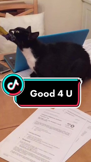 Cats are Good 4 U 😻 #cats #parody #catsoftiktok #comedy #funny #cute #good4u #oliviarodrigo