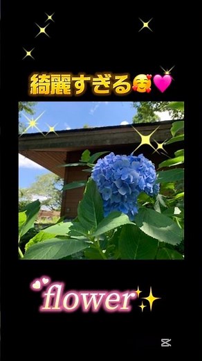アジサイめっちゃ綺麗🩷🩷 #アジサイ #花 #flower #鈴木亜美 #平成の名曲 #平成