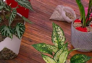 Así puede decorar sus macetas con bambú y piedras | Teletica