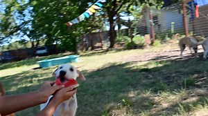 Check out our Meximutts Enjoying Summer in California! ☀️🐾 About a week ago, we brought up 28 beautiful rescue dogs from our shelter in Mexico. Today, they are romping, nibbling on watermelon 🍉, playing, and soaking up the sun 🌞. Pure joy for your Tuesday morning! Let us know what you think in the comments! Compassion IS the Answer❤️ | Compassion Without Borders