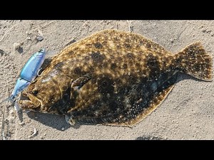 BIG Fluke LIMITS from the Surf - SWIMBAIT Flounder Fishing 2025!