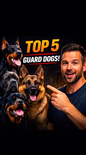 Top 5 Best Guard Dogs in the World 🐕 | Ultimate Security Dogs #guard #guardsguards #guardbooth #dog