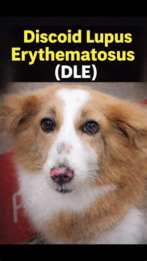 Discoid Lupus Erythematosus in Dog !! #dermatology #vet #pets #skincare #vetder #vetdermatology #yt