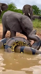 God helps believers who take risks #animals #babycare #wildliferescue #animals #wildlife #30millionviews | MGTC Farming