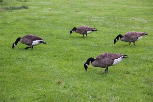 How to keep geese away from your yard