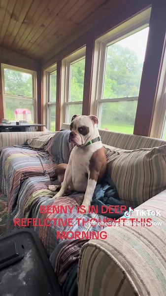 Benny just wondering what he’s gonna do next #oldeenglishebulldogge #fypシ #teamwork #dogsoftiktok #boost