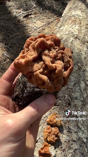 Identifying and Harvesting Edible Lorchel Mushrooms