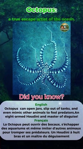 Octopus, a good escape artist of the wild
