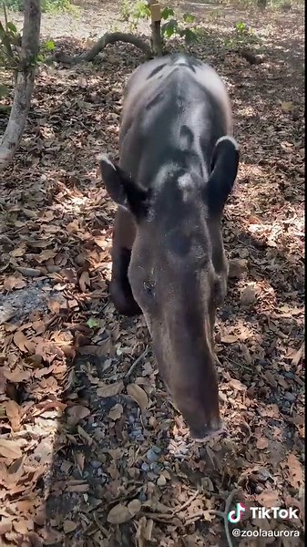 Sonido del Tapir en Guatemala - Escucha su vocalización